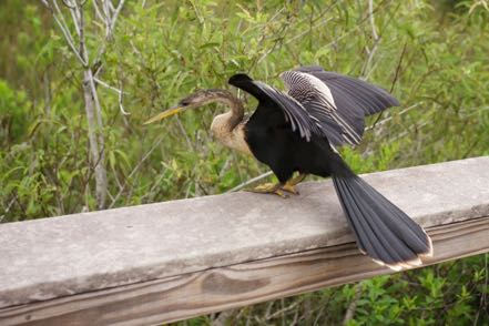 Anhinga