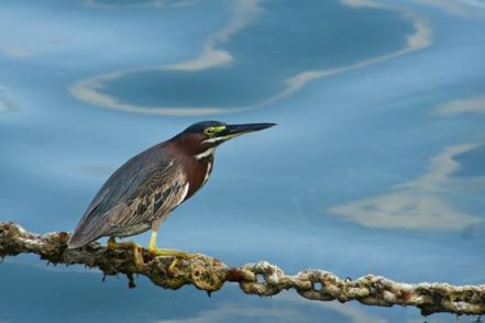 Green Heron