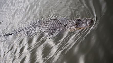 Swimming Gator