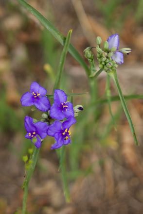 Spiderwort