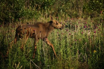 Baby Moose in Thistles