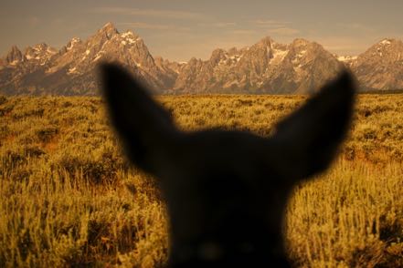 Mitzy Teton View