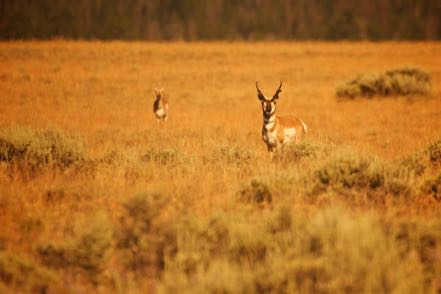 Pronghorn