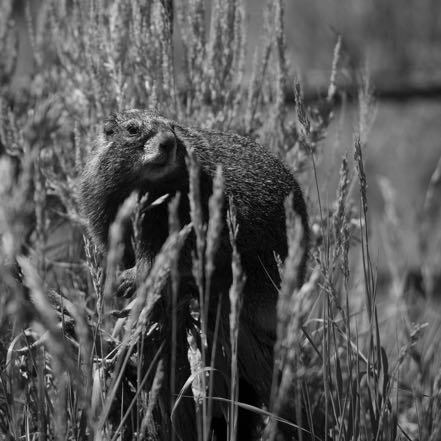 Yellow-Bellied Marmot