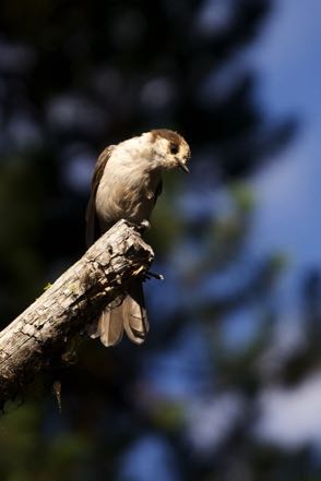 Female Stellar Jay