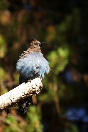 Puffed Male Stellar Jay