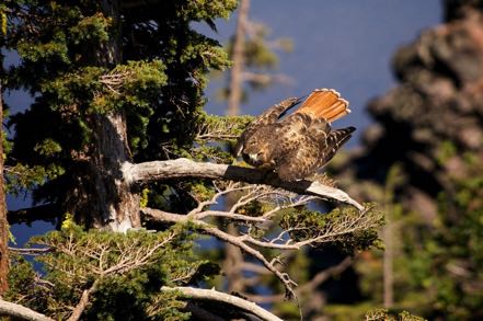 Red-Tailed Hawk