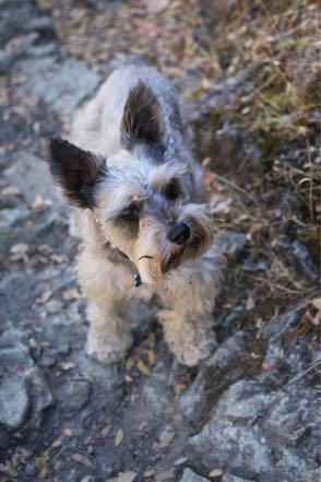 Hiking Mitzy