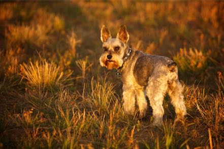 Mitzy in Field