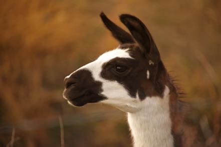 Llama Head Shot