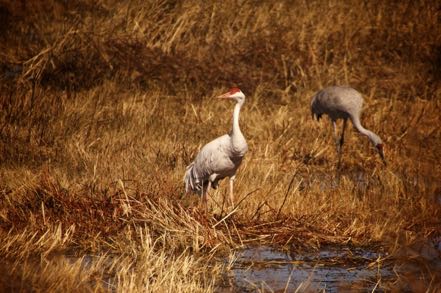 Rare White Sandhill Crane and Mate