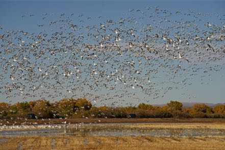 Snow Geese