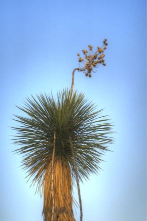 Yucca