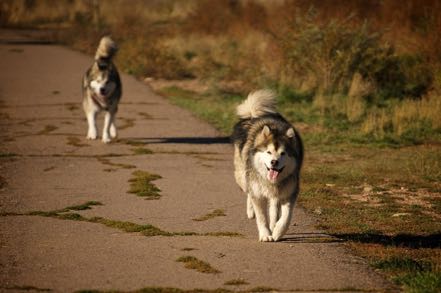 Pups 3