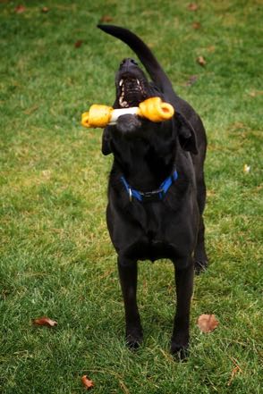 Another Pup with Bone