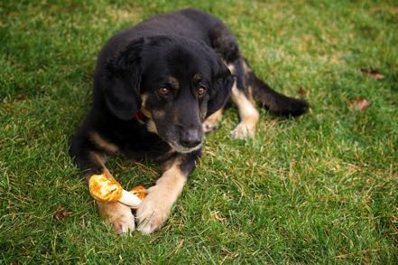 Pup with Bone