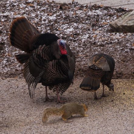 Tom, Hen, and Squirrel