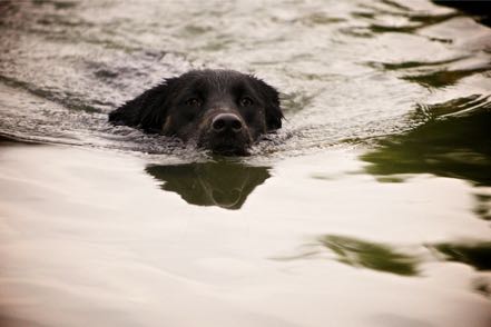 Pup 1