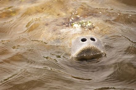 Manatee Moment