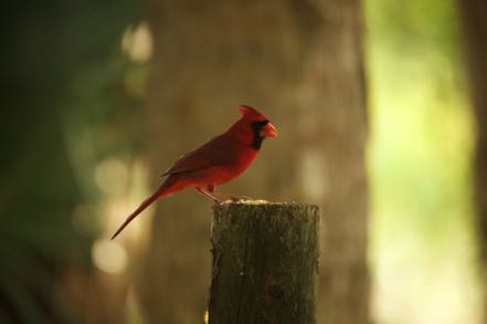 Cardinal