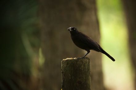 Grackle