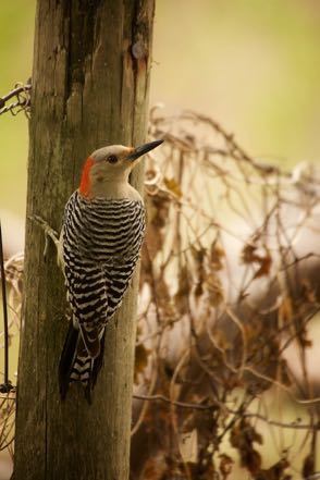 Red-Bellied Woodpecker