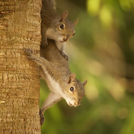 Squirrels