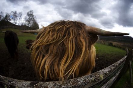 Fisheye Bull