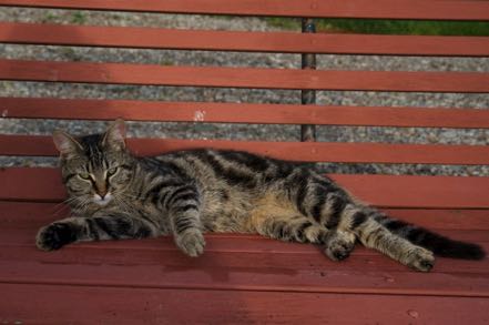 Another Farm Cat