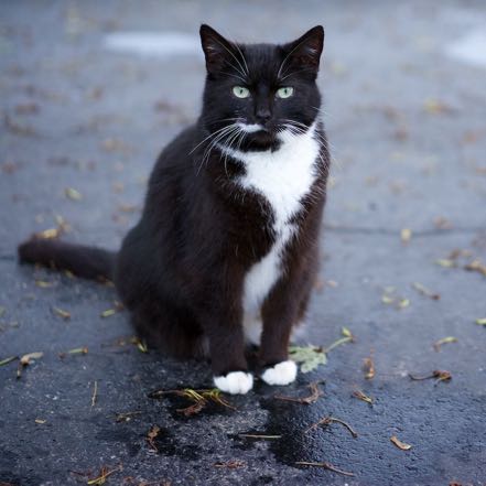 Farm Cat