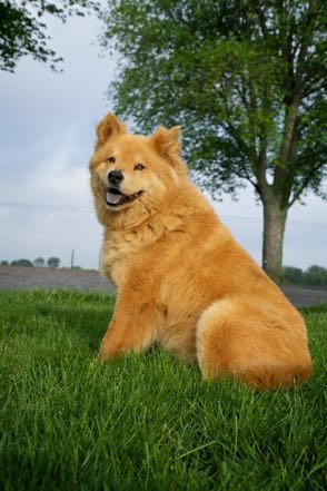 Jack the Farm Pup