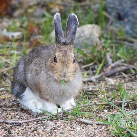 Bunny