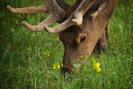 Grazing Elk