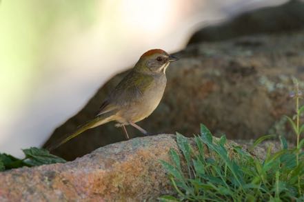 Green-Tailed Towee