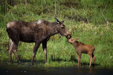 Kissing Mama and Baby