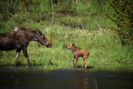 Momma Meets Baby