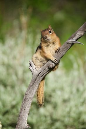 Posing Squirrel