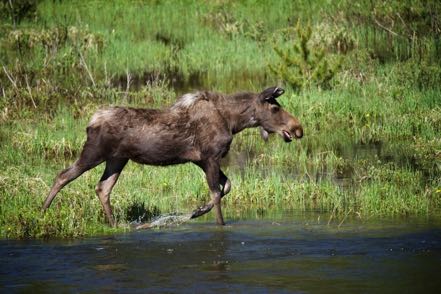 Running Momma Moose