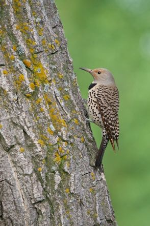 Northern Flicker