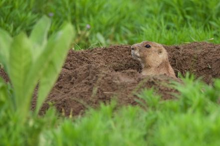 Prairie Dog