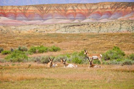 Pronghorn