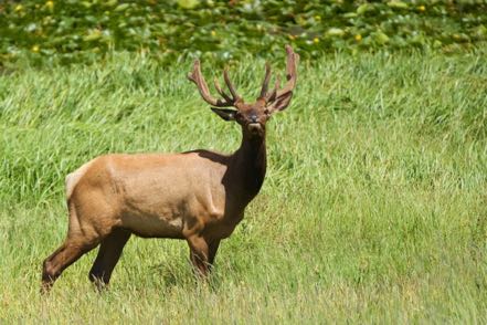 Staring Elk