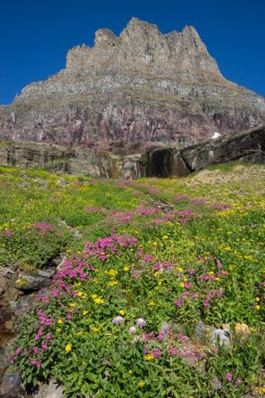 Hidden Lake Trail Wildflowers