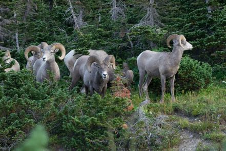 Sheep Herd