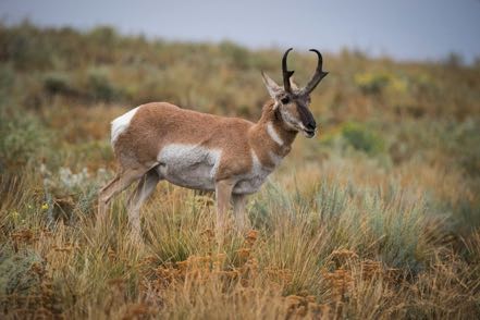 Pronghorn