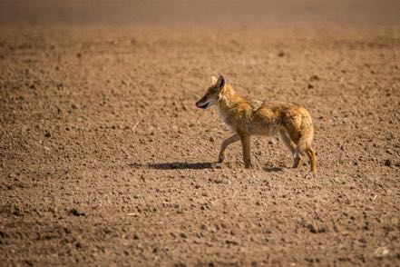 Lip-Lickng Coyote