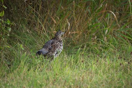 Ruffed Grouse