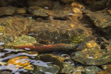 Spawning Salmon