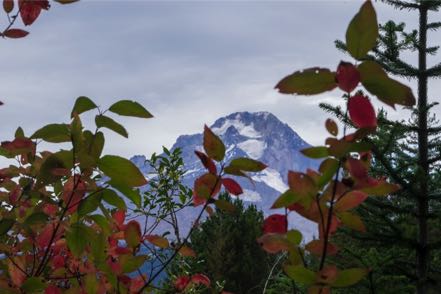 Colored Leaves at Mt. Hood