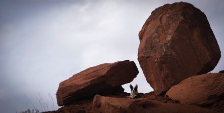 Monument Pup